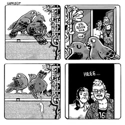 Comicstrip über Tauben, den ich regelmäßig auf Instagram veröffentliche
