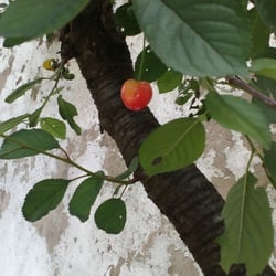 Natur 2012 Bäume