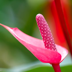 Blumenbild (54 von 60)