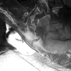 Bastet