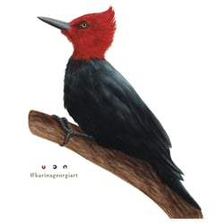 Carpintero