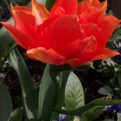Flowers 15