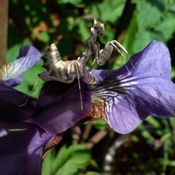 blepharopsis mendica (1. Platz – Insekten-Contest von cgnetwork)