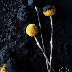 Flowers & Dust