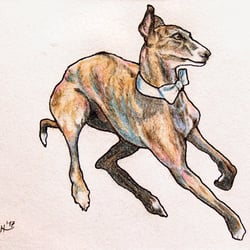 „Hund mit Fliege“ Buntstift, Fineliner auf Zeichenkarton