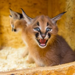Tiere