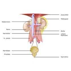 Übersicht über die Anatomie der Harntraktes.
