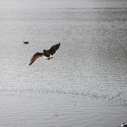 Photography 2012 Flight…and swim