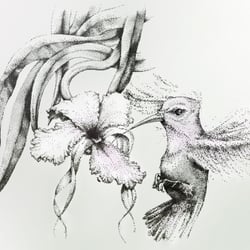 “KOLIBRI” pointillistische Vogelzeichnung – Ink