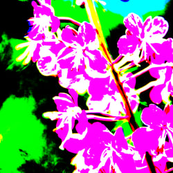 Flower 4 / Blüte 4