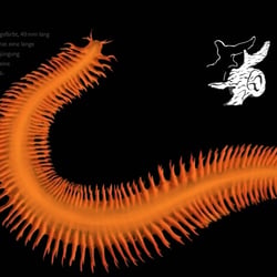 Flokatiwurm