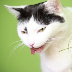 Bastet the Cat 2012 Teil 02
