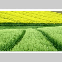 Fotografie-Natur