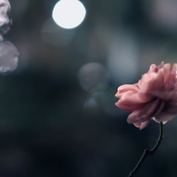 egal wie kalt es ist, es blüht immer irgendwo eine wärme auf – Oh Rose