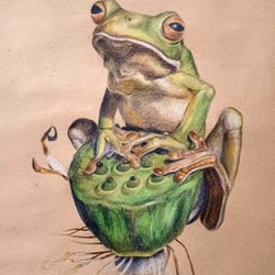 Tierstudie, Frosch (Blei- und Farbstifte)
