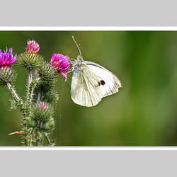 Makrofotografie