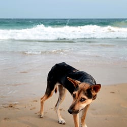 Strand- Straßenhund auf Sri Lanka