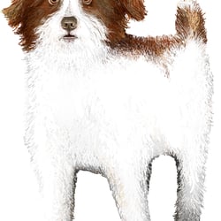 Illustration blog