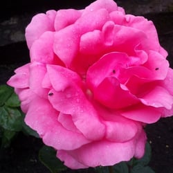 Natur 2012 Blumen