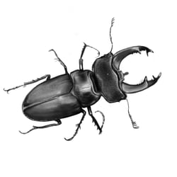 Hirschkäfer