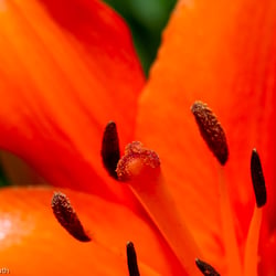 Blumenbild (10 von 60)
