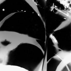 PHOTOGRAMS VII