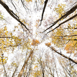 Giant Trees XI **