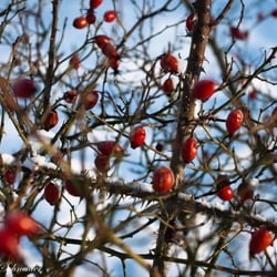 Winter 2012