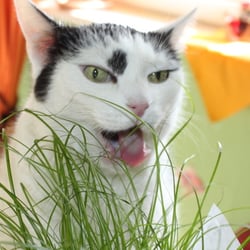 Bastet the Cat 2012 No. 01