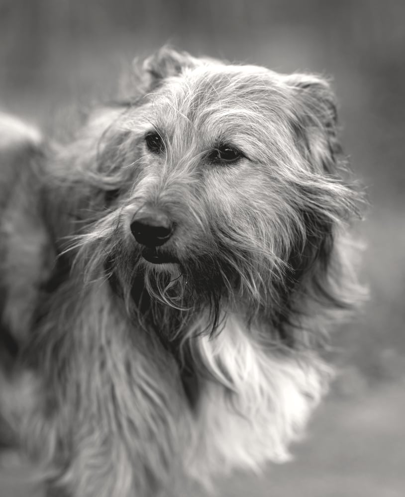 Hundeportraits