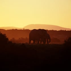 Addo Elephant Park