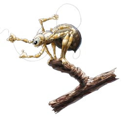 Kreuzspinne 04