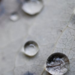 Macro Fotografie