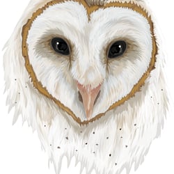 WhiteBarnOwl