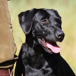 labby schwarz 2