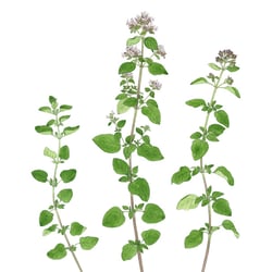 Oregano