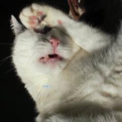 Sleeping Cat.. No. 05