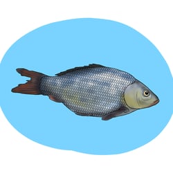 fish illustration