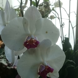 Blume