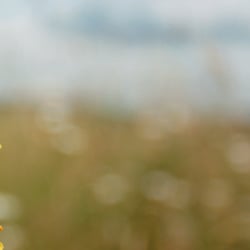 Zwei Blumen unterwegs