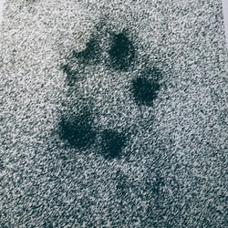 BB
