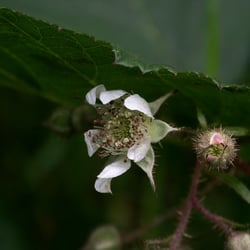 Brombeerblüte