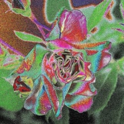 Rose5