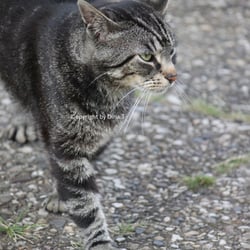 Cat Juli 2014 © by Dina.T