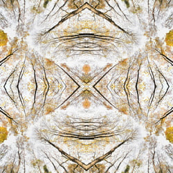 Giant Trees XVI – Kaleidoskop 2