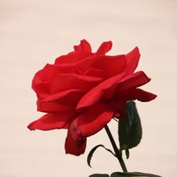 Natur 2012 Blumen Rosen