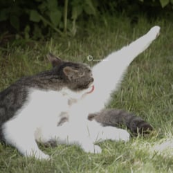 Cats 2014 Foto Übungen