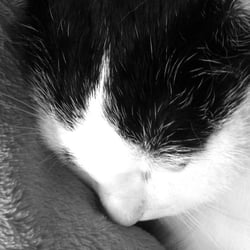 Bastet in Black and White 17