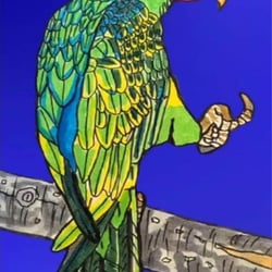 Septembird-23 – Tag 15 – Vogel:Großschnabel Papagei