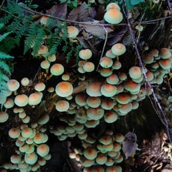 Pilze im Wald